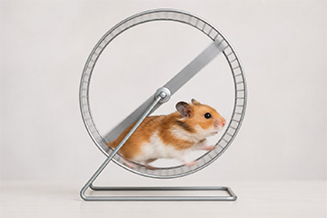 Hamster Running on a Wheel